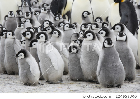 Emperor Penguin chicks, grouped together looking in different directions. Snow Hill Emperor Penguin Colony, Antarctica 124953300