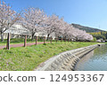 Yoshino cherry trees in full bloom and Mt. Takamikura 124953367