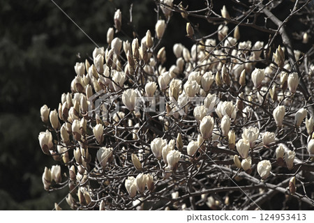 Spring flowers white magnolia 124953413