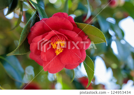 Beautiful red camellia flowers in the garden Beautiful red camellia flowers in the garden 124953434