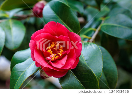 Beautiful red camellia flowers in the garden Beautiful red camellia flowers in the garden 124953436