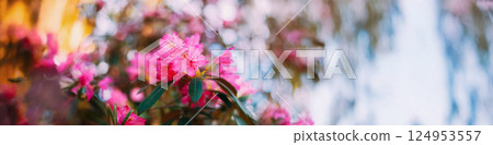 Blooming Pink Flowers of Rhododendron smirnowii In Spring Garden. 124953557