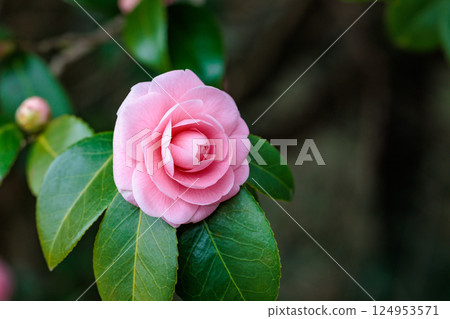 Close-up of a neat camellia flower in a garden Close-up of a neat camellia flower in a garden 124953571
