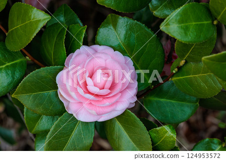 Close-up of a neat camellia flower in a garden 124953572