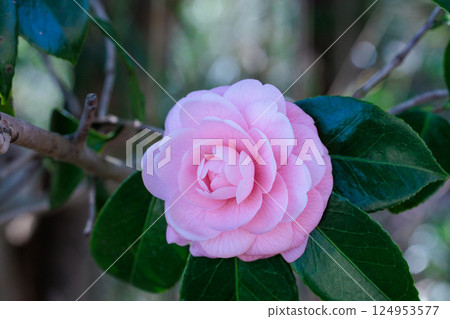 Close-up of a neat camellia flower in a garden Close-up of a neat camellia flower in a garden 124953577