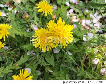 櫻花和蒲公英/野花/照片 124953703