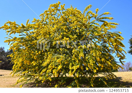 Spring flowers Mimosa Spring flowers Mimosa 124953715