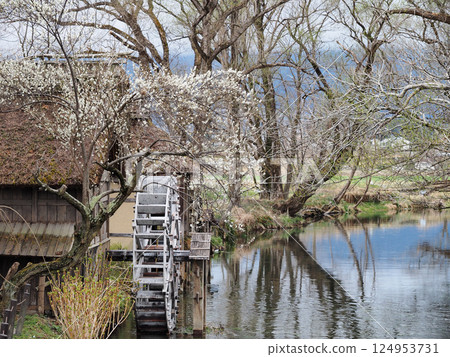 Daio wasabi farm watermill 124953731