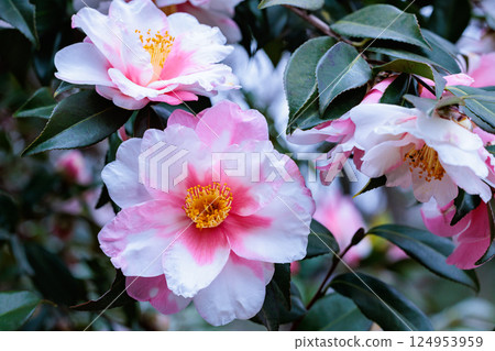 花園裡美麗的粉紅色山茶花 花園裡美麗的粉紅色山茶花 124953959
