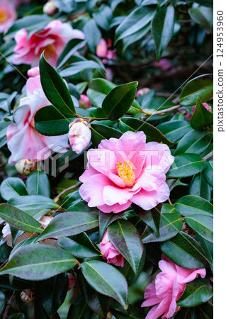 花園裡美麗的粉紅色山茶花 花園裡美麗的粉紅色山茶花 124953960