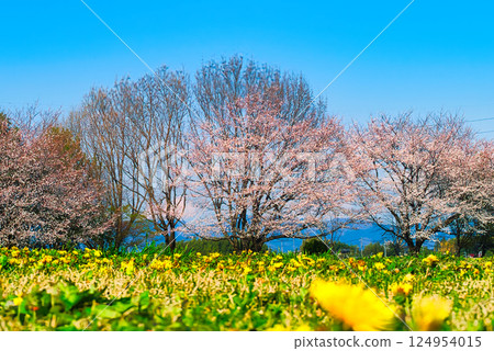 On a clear spring day, take a stroll through the vast park while admiring the cherry blossoms in full bloom. 124954015