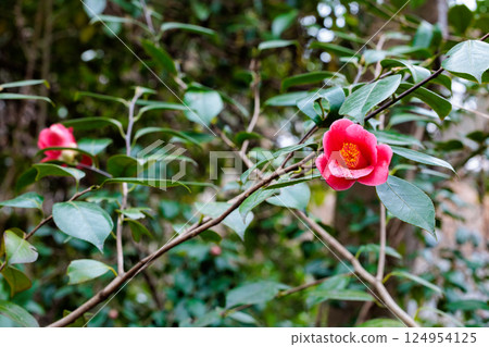 森林裡盛開著美麗的紅山茶花 124954125