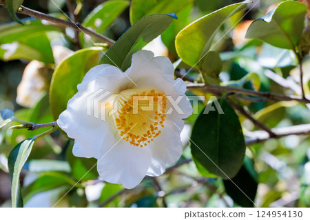 花園裡美麗的白色雪景山茶花 124954130