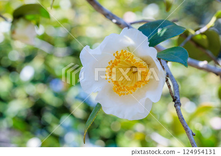 花園裡美麗的白色雪景山茶花 124954131