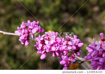 森林裡盛開的紫荊花 森林裡盛開的紫荊花 124954143