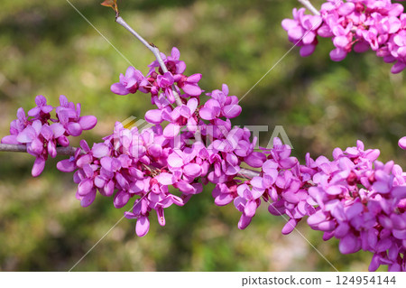 Redbud flowers blooming in the forest Redbud flowers blooming in the forest 124954144