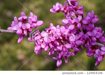 森林裡盛開的紫荊花 124954146