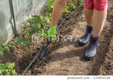 Female gardener takes care of tomato plants. Female gardener takes care of tomato plants. 124954180