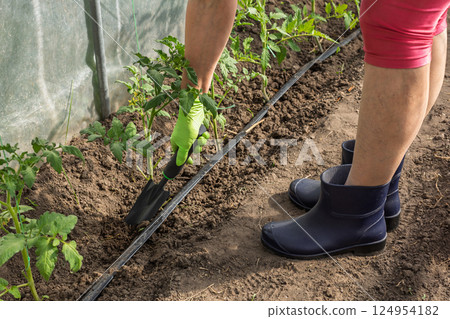 Female gardener takes care of tomato plants. 124954182