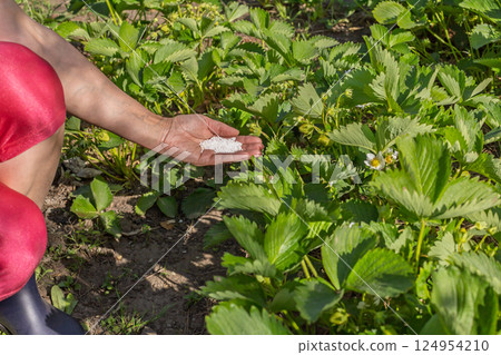 Farmer giving chemical fertilizer to young strawberry bushes. 124954210