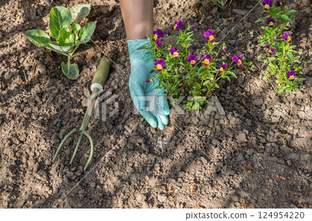 Gardener giving chemical fertilizer to viola flowers. Gardener giving chemical fertilizer to viola flowers. 124954220