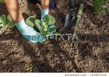 Gardener planting a cabbage seedling in a soil in the garden. Gardener planting a cabbage seedling in a soil in the garden. 124954230
