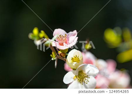 Saitama Prefecture, Tokorozawa Aviation Memorial Park, Japanese quince flower Saitama Prefecture, Tokorozawa Aviation Memorial Park, Japanese quince flower 124954265