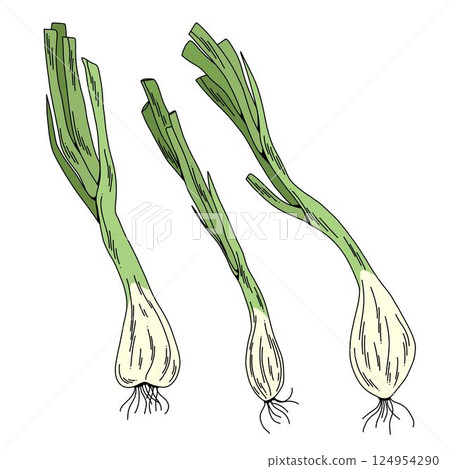 Set of Hand Drawn Green Onions, Colorful Vector Scallion Illustrations Isolated on White 124954290