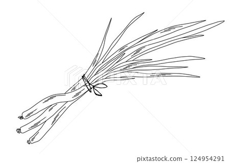 linear outline illustration of bunch of green onions tied with string for menu and packaging mockups linear outline illustration of bunch of green onions tied with string for menu and packaging mockups 124954291