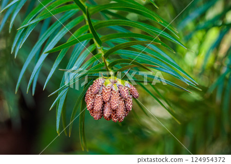 Close-up of Chinese fir flowers in a forest park 124954372