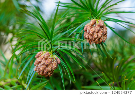 Close-up of Chinese fir flowers in a forest park 124954377