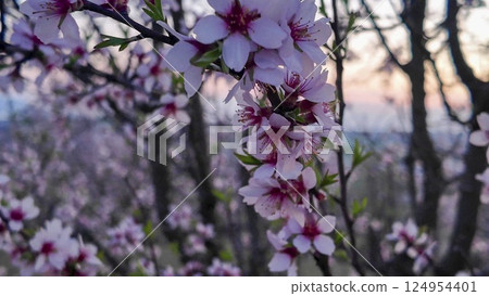 A view of an almond orchard in bloom. Almond orchard in bloom in spring. Pink almond blossoms at twilight. The concept of cultivation and orcharding A view of an almond orchard in bloom. Almond orchard in bloom in spring. Pink almond blossoms at twilight. The concept of cultivation and orcharding 124954401