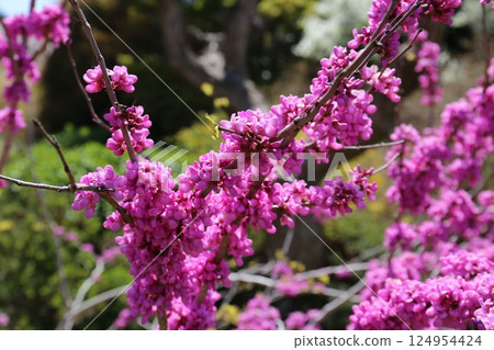 Redbud flowers herald the arrival of spring Redbud flowers herald the arrival of spring 124954424