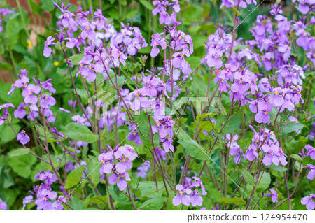 Lots of beautiful radish flowers 124954470