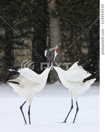 Courting of the tongue butterfly 124954559