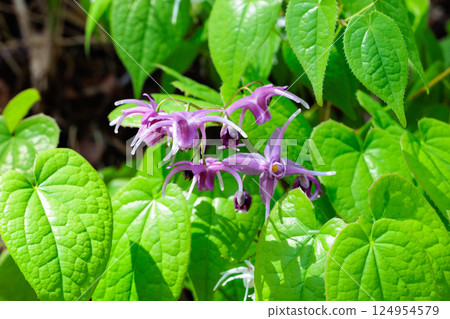 Epimedium flowers blooming in the spring forest in a pure pink color 124954579