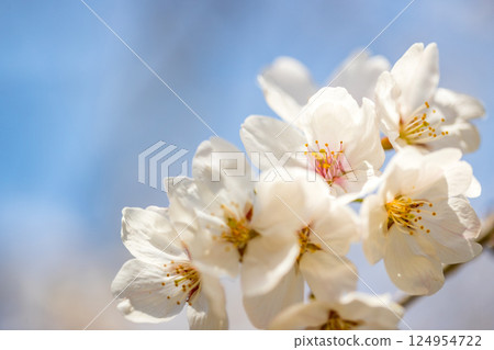 Cherry blossoms at Tokorozawa Aviation Memorial Park, Saitama Prefecture Cherry blossoms at Tokorozawa Aviation Memorial Park, Saitama Prefecture 124954722