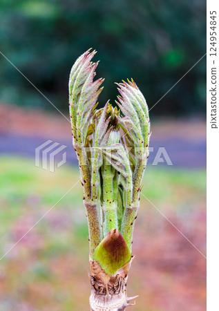 A bud of taro sprouting in the spring forest 124954845