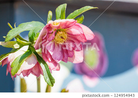Pink double-flowered Christmas rose blooming in a garden in early spring 124954943
