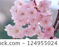 Beautiful double cherry blossoms in full bloom 124955024