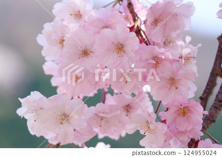 美麗的重瓣櫻花盛開 124955024
