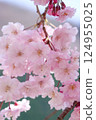 Beautiful double cherry blossoms in full bloom (vertical image) 124955025