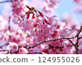 Blue sky and cherry blossoms in full bloom 124955026