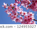 Blue sky and cherry blossoms in full bloom 124955027