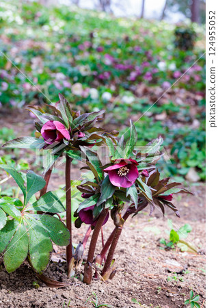 Purple Christmas rose blooming in early spring garden 124955052