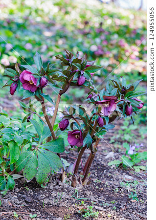 Purple Christmas rose blooming in early spring garden 124955056