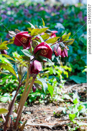 Purple Christmas rose blooming in early spring garden Purple Christmas rose blooming in early spring garden 124955057