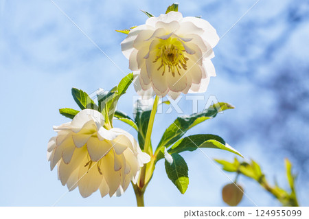 White Christmas rose blooming in early spring garden 124955099