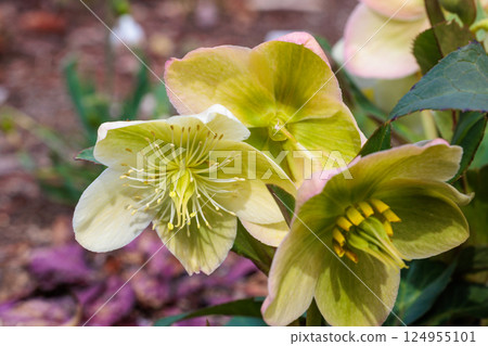 White Christmas rose blooming in early spring garden 124955101