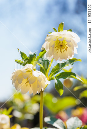 White Christmas rose blooming in early spring garden 124955102